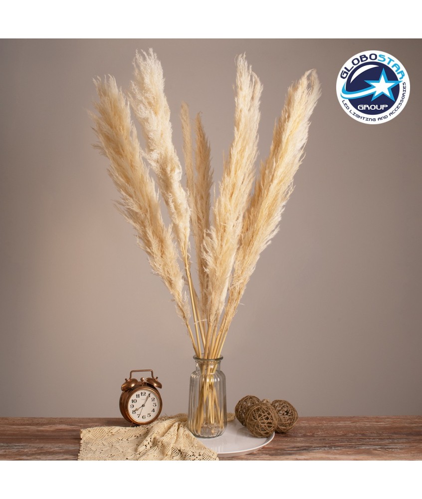 GLOBOSTAR® PAMPASGRASS 36508 Αποξηραμένο Διακοσμητικό Μπουκέτο Γρασίδι της Πάμπας - Μπεζ - Μ20 x Π20 x Υ100cm - Πακέτο 10 Τεμαχίων